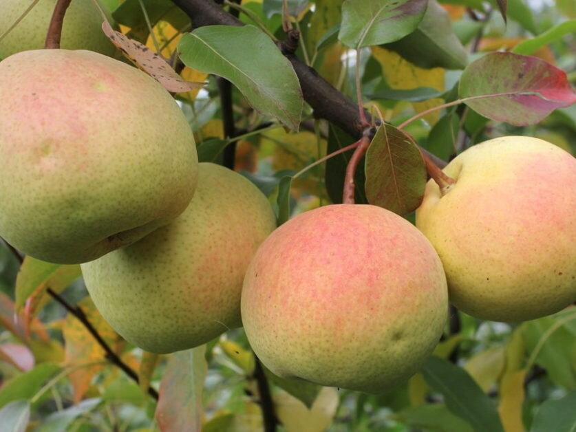 Пример круглой груши