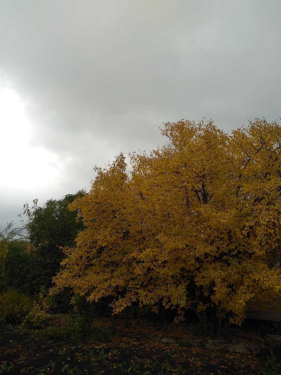 Листья осени...