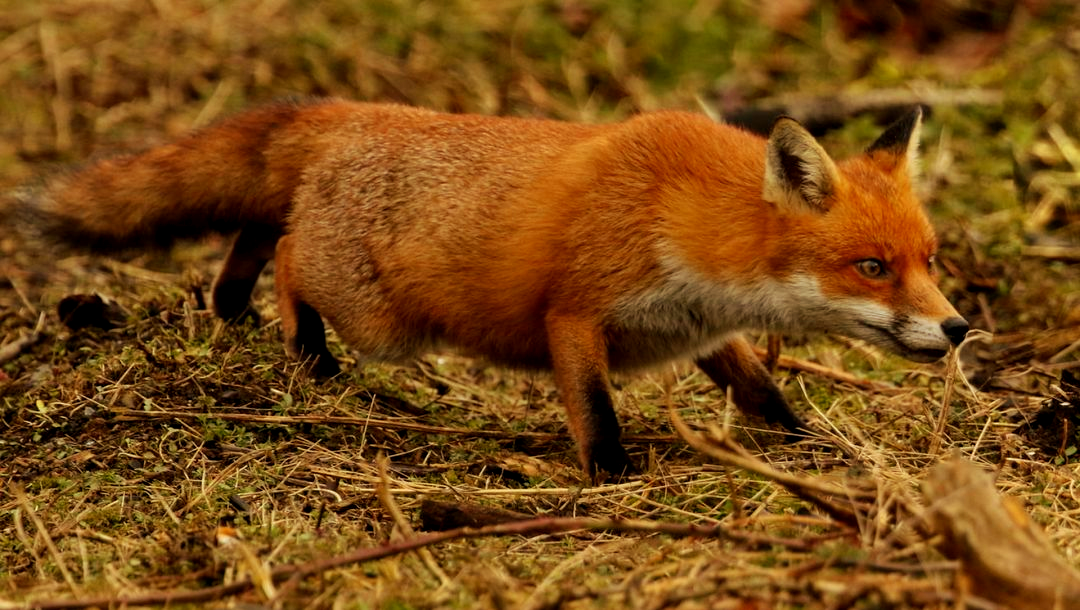 Филька - фото из свободного доступа "яндекс-картинки"