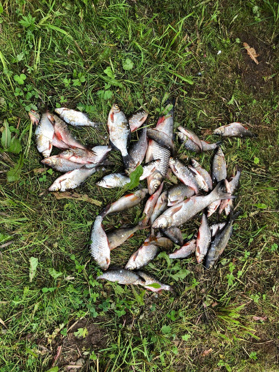 Улов в один из таких дней. Молога