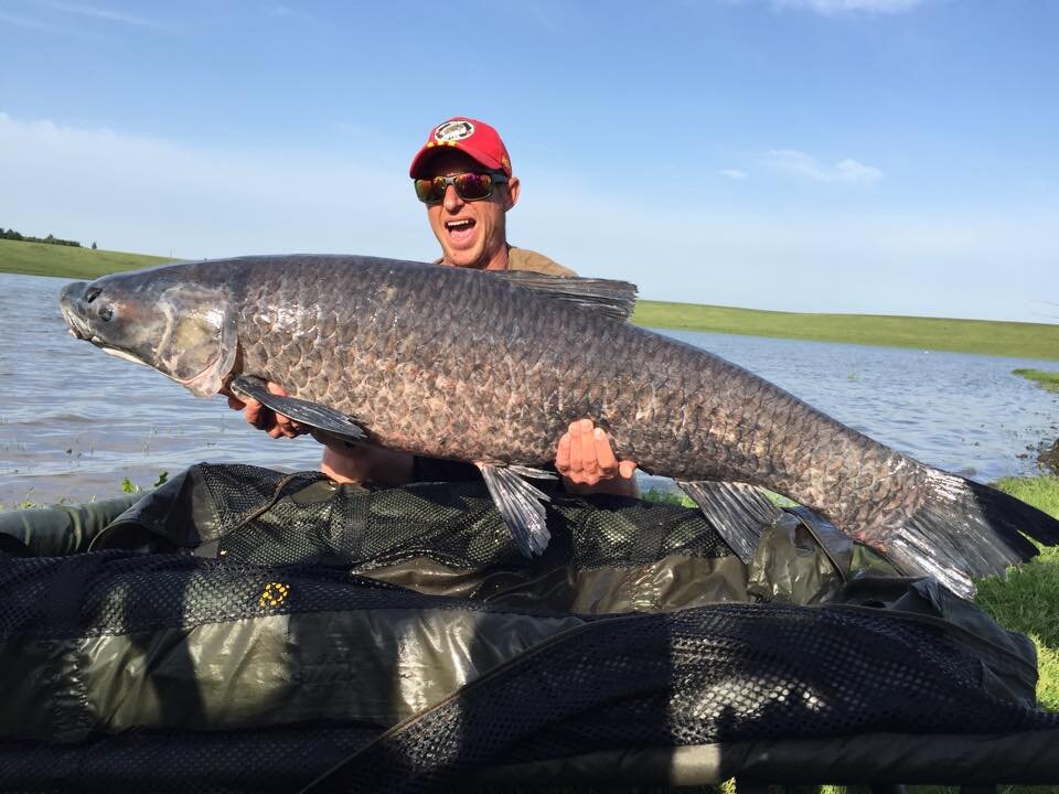 Фото взято из общего доступа. Огромный чёрный амур 