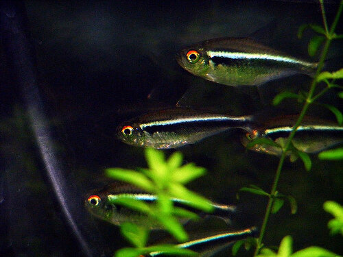 Черная Неоновая Тетра. Источник фото: https://2.bp.blogspot.com/-hzgEG5FKkt8/UApwdU6br4I/AAAAAAAAAIY/_-oQI-3Rivk/s1600/3222637097_99d2c5a25a%255B1%255D.jpg