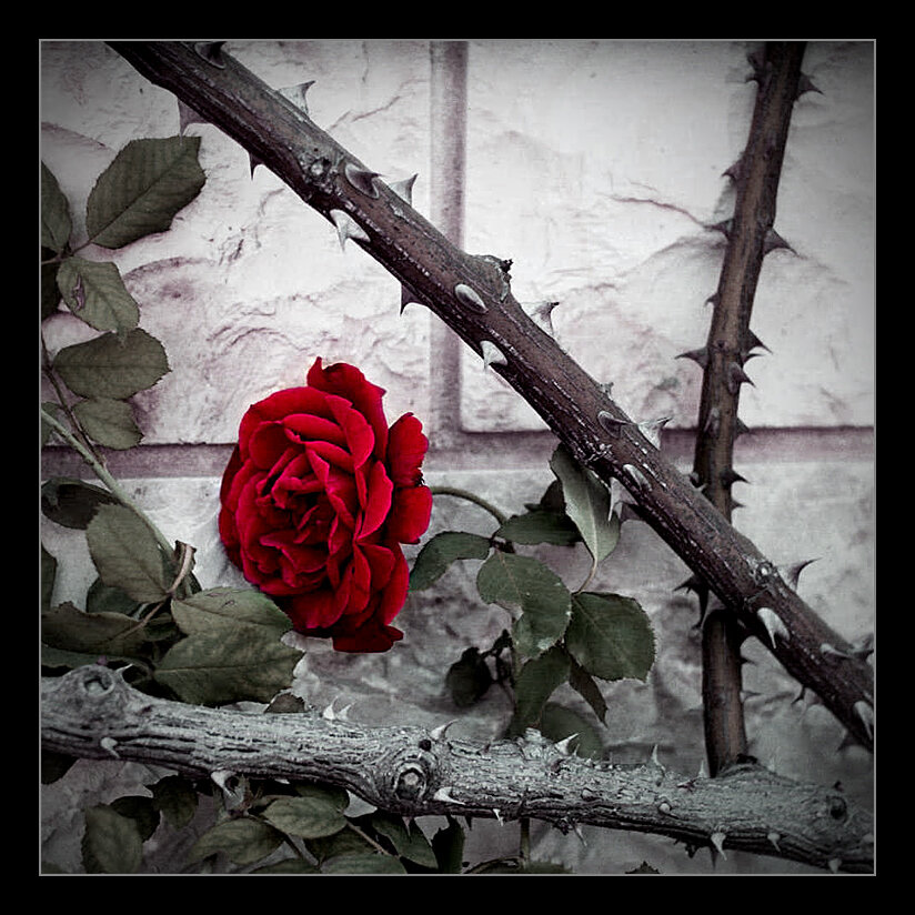 Роза с шипами фото крупным планом