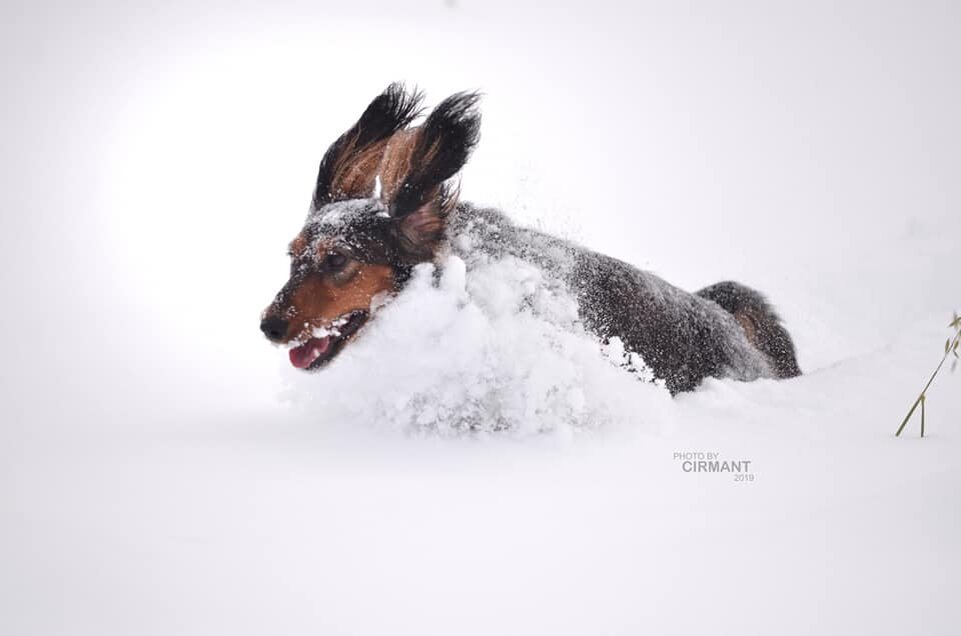 Фото А. Цирмант из архива п-ка "Шегодай"