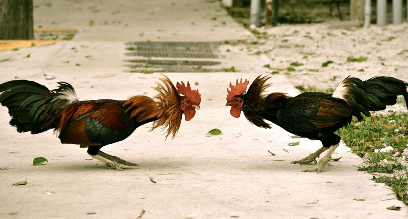 Договорных ничьих в боях не бывает