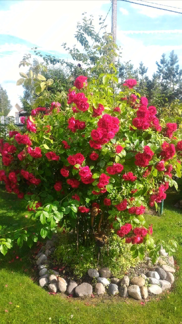Плетистая роза – 5 шагов, которые обязательно нужно сделать весной и 1 моя маленькая хитрость