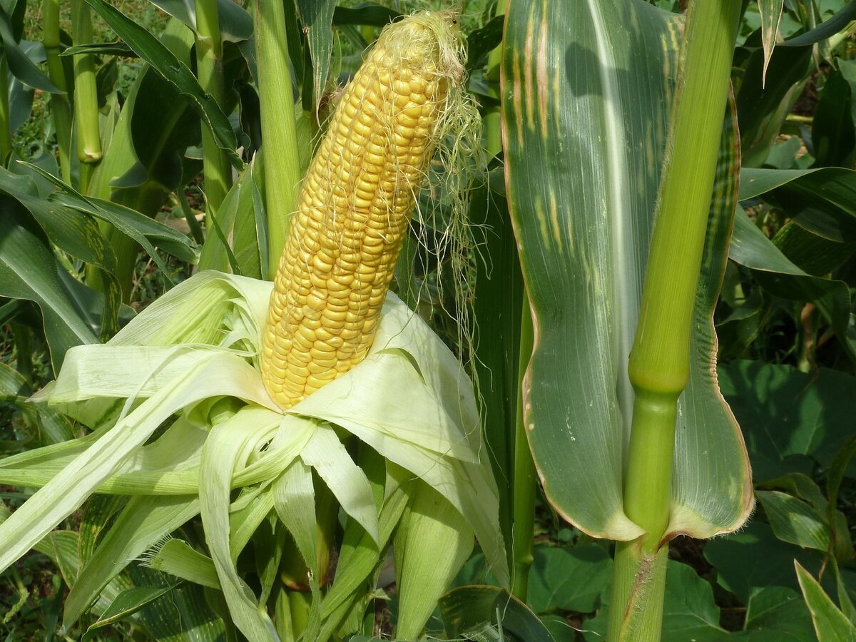 Как вырастить кукурузу на огороде и получить сладкий урожай: советы опытных дачников