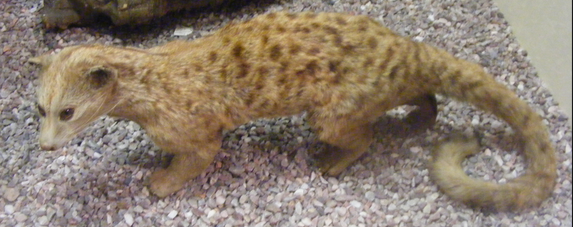 
Пальмовая циветта
