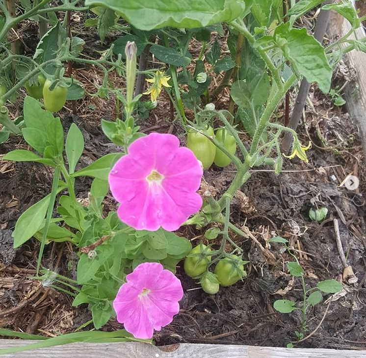 природное земледелие. Смешанные замульчированные посадки.