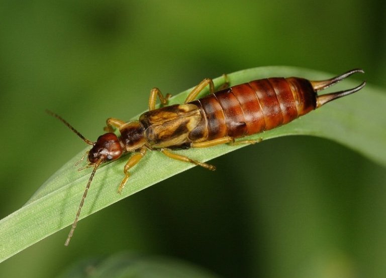 Изображение взято с Яндекс картинки в ознакомительных целях