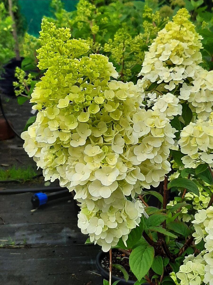 Гортензия метельчатая