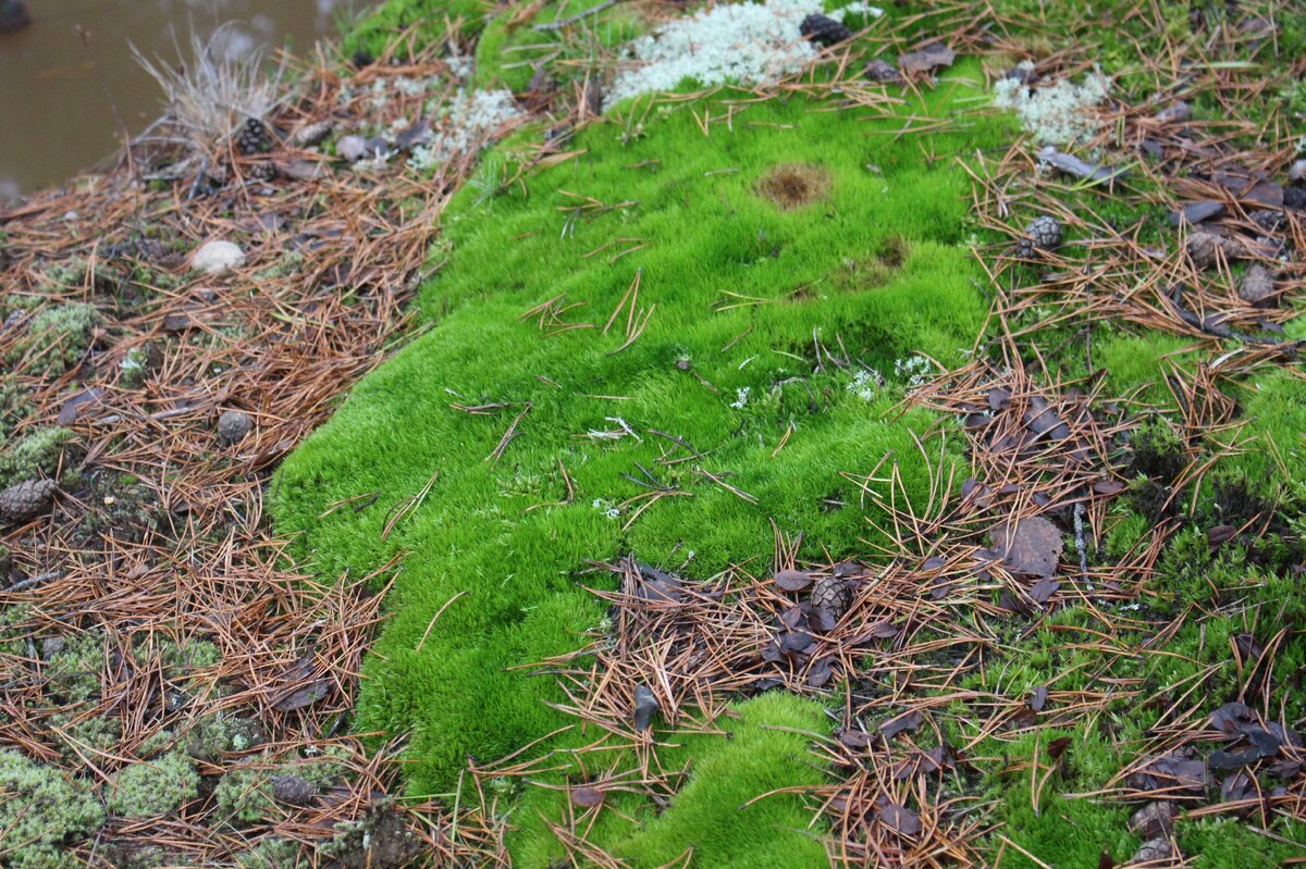 водоросли. амблистегиевые мхи. лесной мох сфагнум. бридский мох. мох арчер.