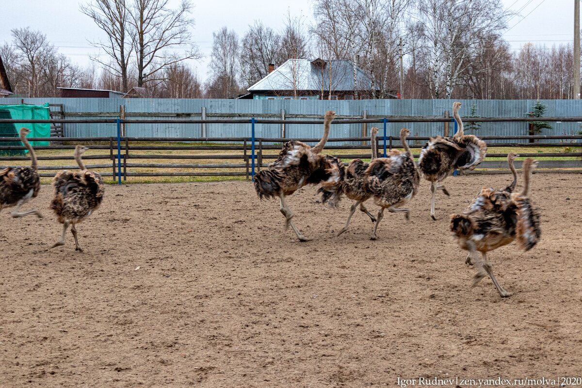 В неволе страусы весь день стоят в загоне, а на пробежку их выпускают всего на несколько часов