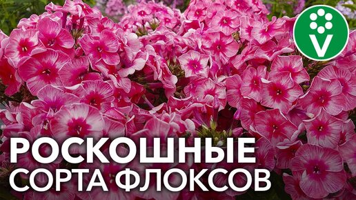 10 САМЫХ КРАСИВЫХ ФЛОКСОВ иностранной селекции по мнению селекционера