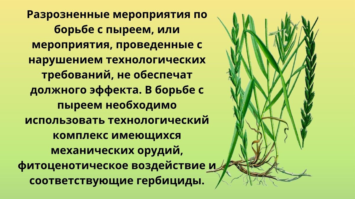 Пырей Сибирский. Пырей ползучий подземный побег. Пырей гребенчатый. Корневище пырея.