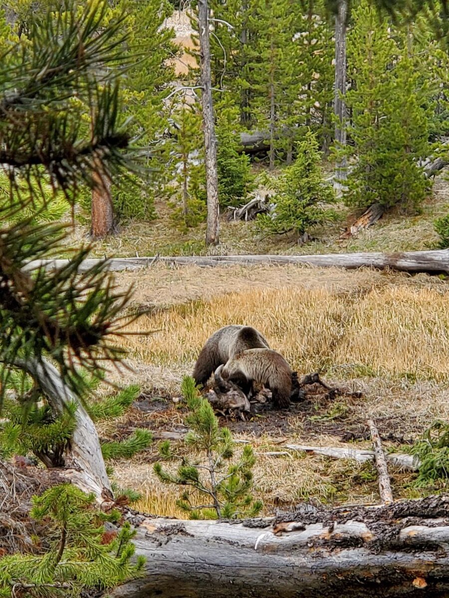 Медведица и медвежонок — вокруг миллион китайцев, без шуток 