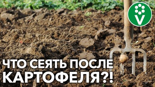 Сидераты после картофеля! Вот что оздоровит и восстановит почву!