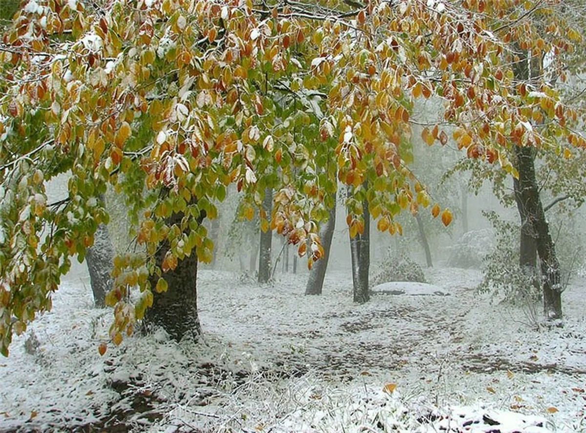 Снег в сентябре какая. Первый снег. Ранняя зима. Осень снег. Ноябрь природа.