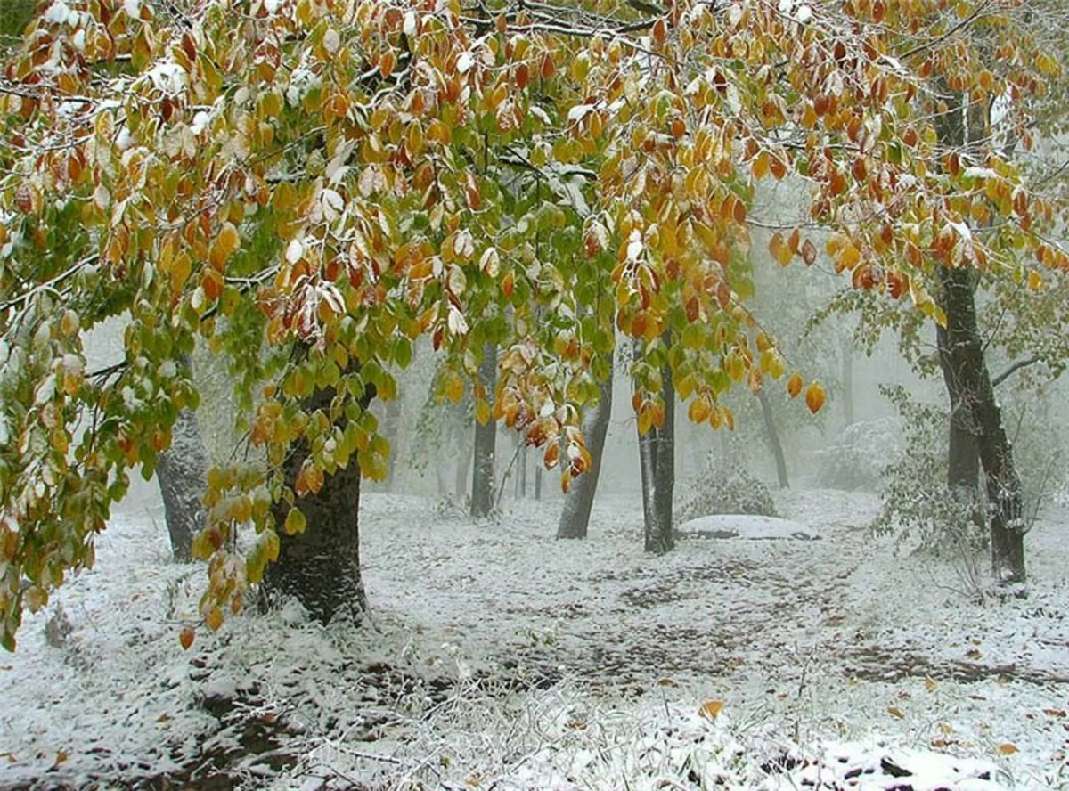 Скоро выпал и первый снег. Первый снег. Ранняя зима. Осень снег. Ноябрь природа.