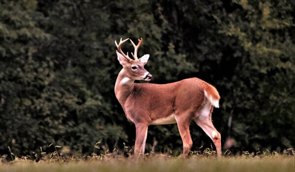 Фото: wildfauna.ru