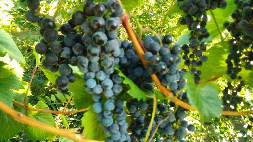 Сорт неукрывного винограда Фронтиньяк. Практика выращивания в Липецкойобласти