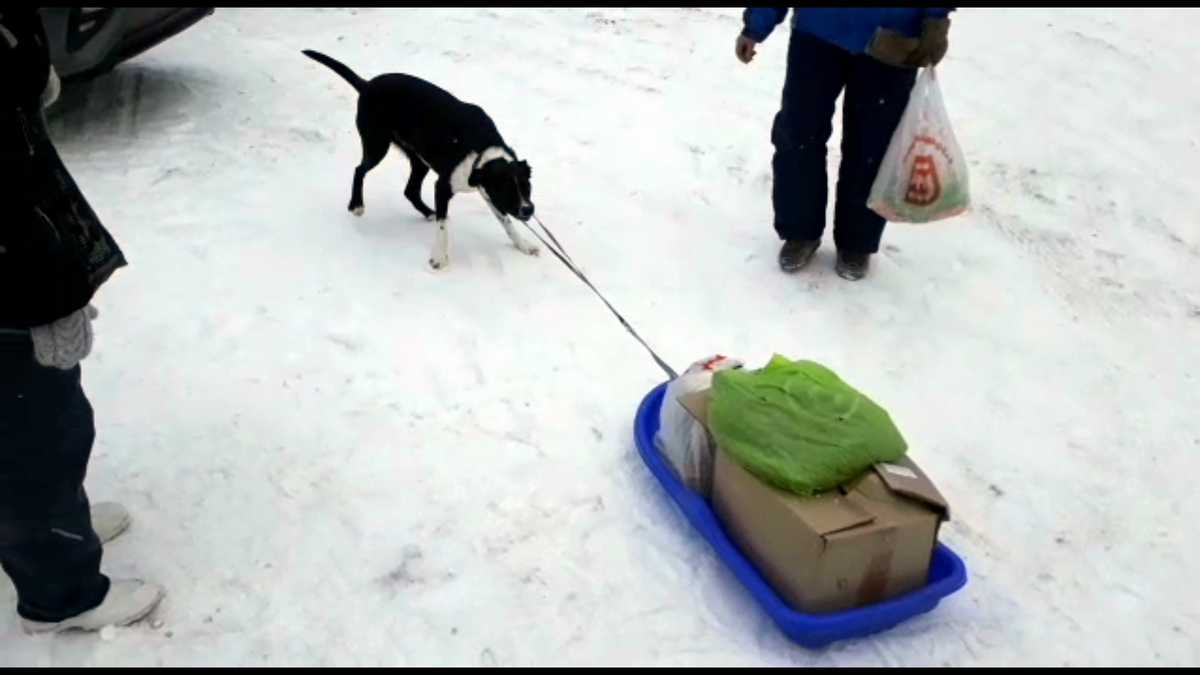 Волонтерам помогает Патрик, собака-волонтер, тащит сани через трассу