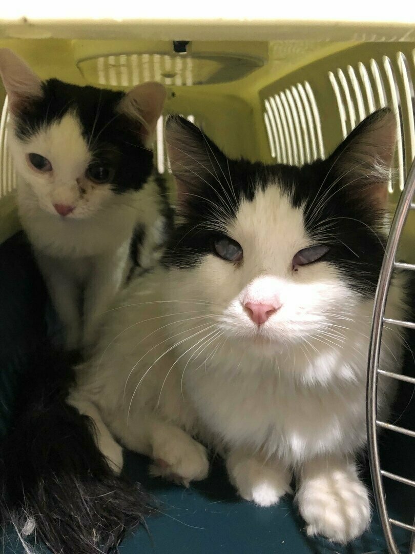 Малыши едут ко мне домой