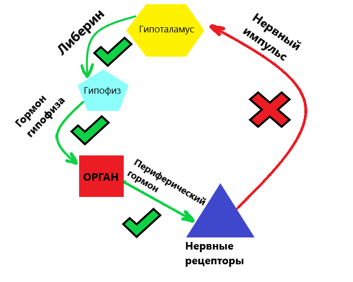 Отрицательная обратная связь. Может работать зеркально. То есть, рецепторы посылают сигнал в мозг, что надо работать тому или иному органу и запускается этот цикл.