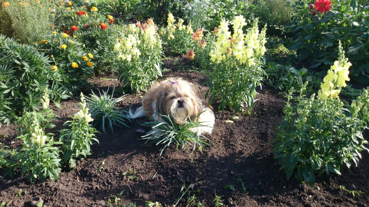 Это мой цветочек и моя помощница, Мэри. Чтобы не так грустно вам читалось.