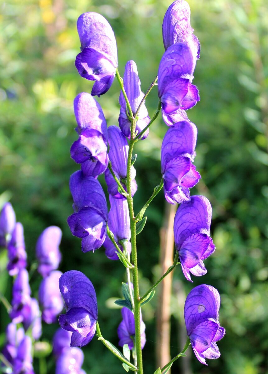 Клобучковый аконит