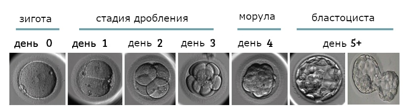 Развитие эмбриона по дням при эко. Эмбрион на 5 сутки. Эмбрион морула. Эмбрионы на третий день развития эко. Эмбрион на 3 сутки.