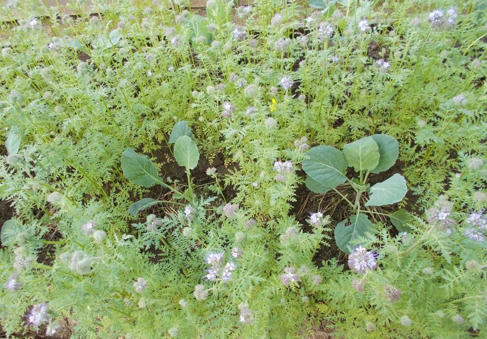 Горчица сидерат. Фацелия донник сидерат. Фацелия сидерат. Фацелия донник сидерат. Фацелия донник сидерат.