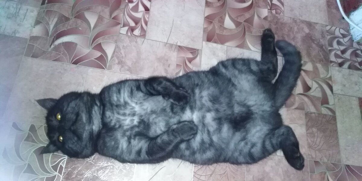КОТ МУСЁК. Любитель поспать на спинке.