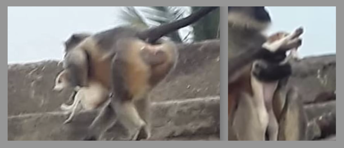 Камера запечатлела сцену расправы обезьяны над щенком