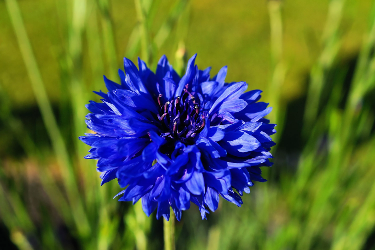 Отчего синий. Василек голубой Centaurea cyanus. Василек полевой Centaurea cyanus. Василёк синий (centaureacyanus). Василек синий Centaurea cyanus l..