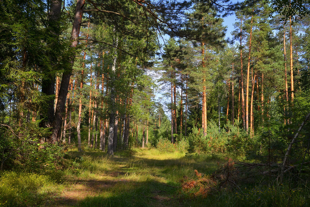 Еловые леса Каменского лесничества