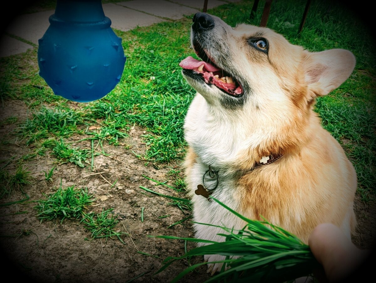 Зачем собака есть траву