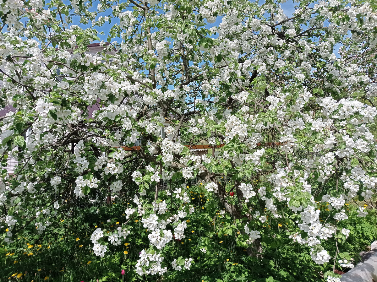 Как же много цветов в этом году на плодовых деревьях