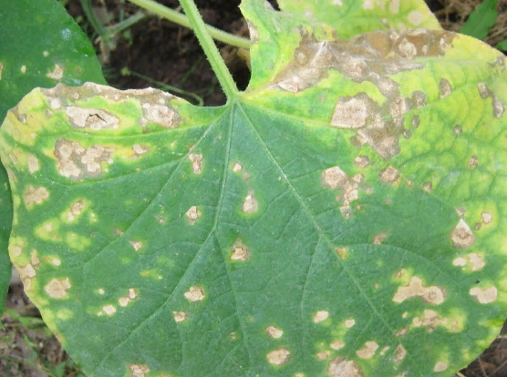 пораженные листья