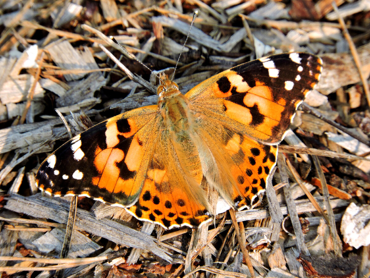 бабочка весной какая. красивые насекомые. весенние бабочки. бабочка крапивница. бабочки весной.