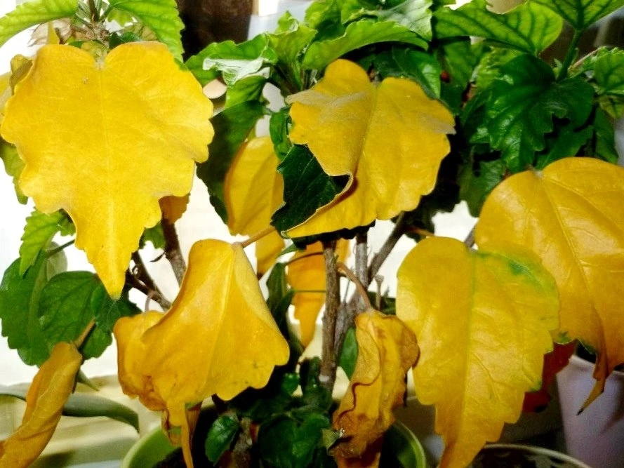 Почему розы желтеют и опадают. Гибискус листья хлороз. Хлороз у гибискуса. Гибискус желтеют листья. Хлороз растений гибискуса.