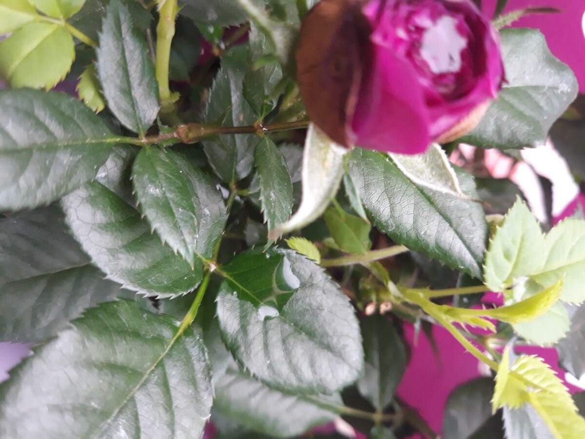 

 

«Женщина делает приворот, женщина, женщина......а я вот через двадцать лет узнала, что на меня парень сделал приворот. Видите, такое тоже бывает. От бабки и узнала, которая делала -совершенно случайно в разговоре мне проговорилась, Решила поправку сделать и проболталась.Так что: не надо все на женщин - бывает и другие варианты».