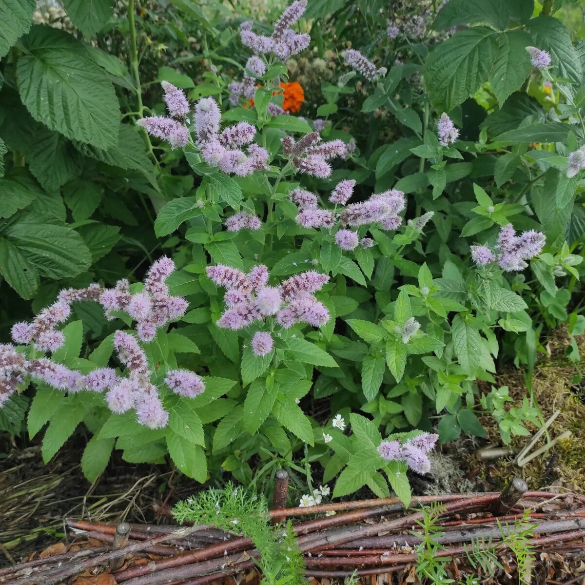 Мята в нашем Аптекарском огороде