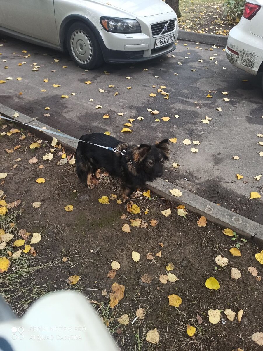 Я иду в парк, потому, что я живу в городе, меня никто на даче не оставит