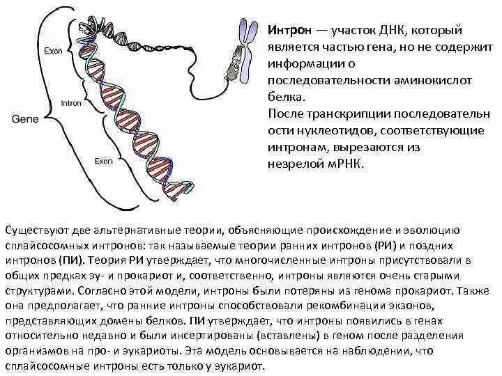 Синтез белков тубулинов. Зачем нужны интроны в ДНК. Как найти интроны в гене.