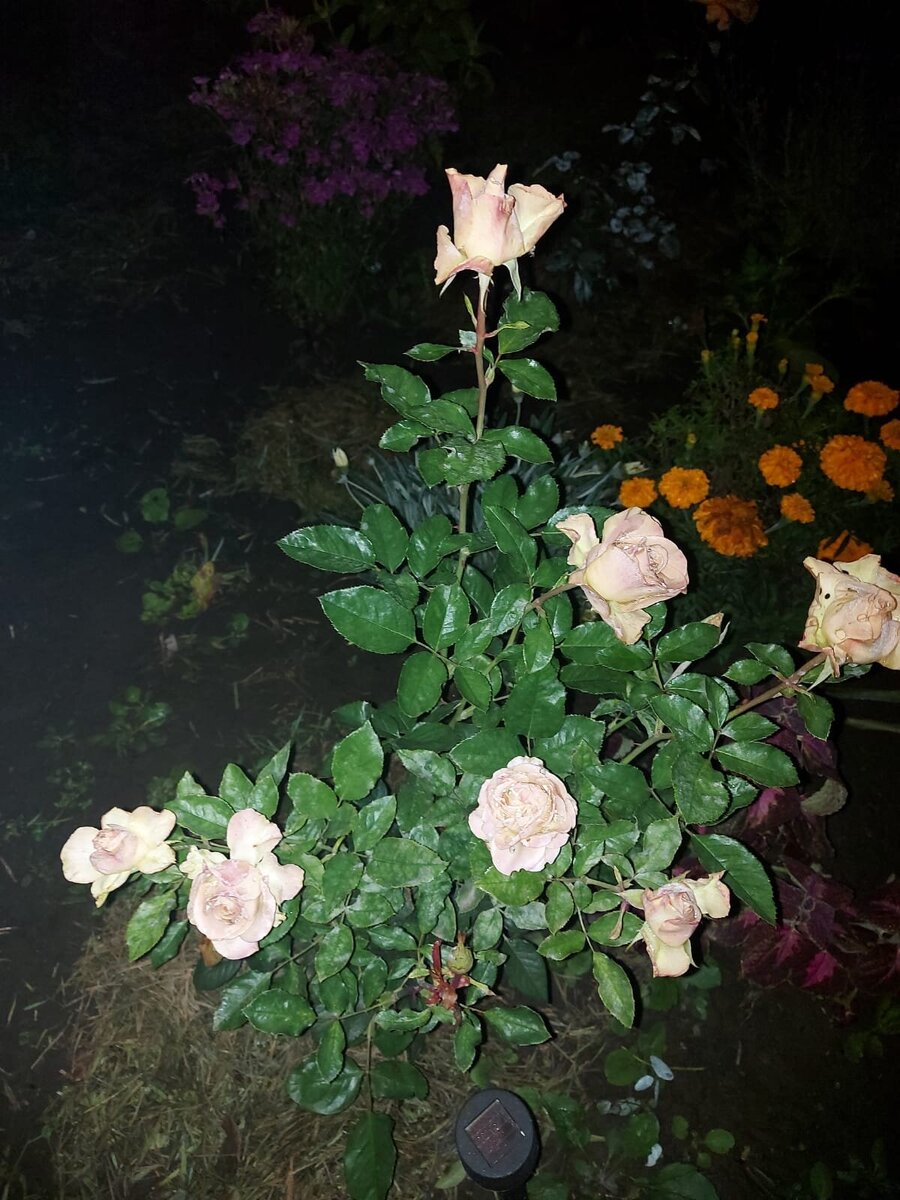 фото Светланы - август 2022