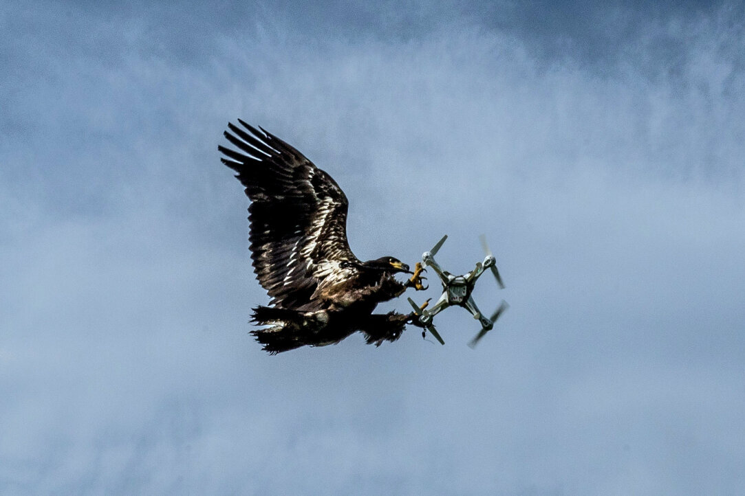 Орёл ловит дрон / Eagle catches drone / Stephen Castle / The New York Times 
