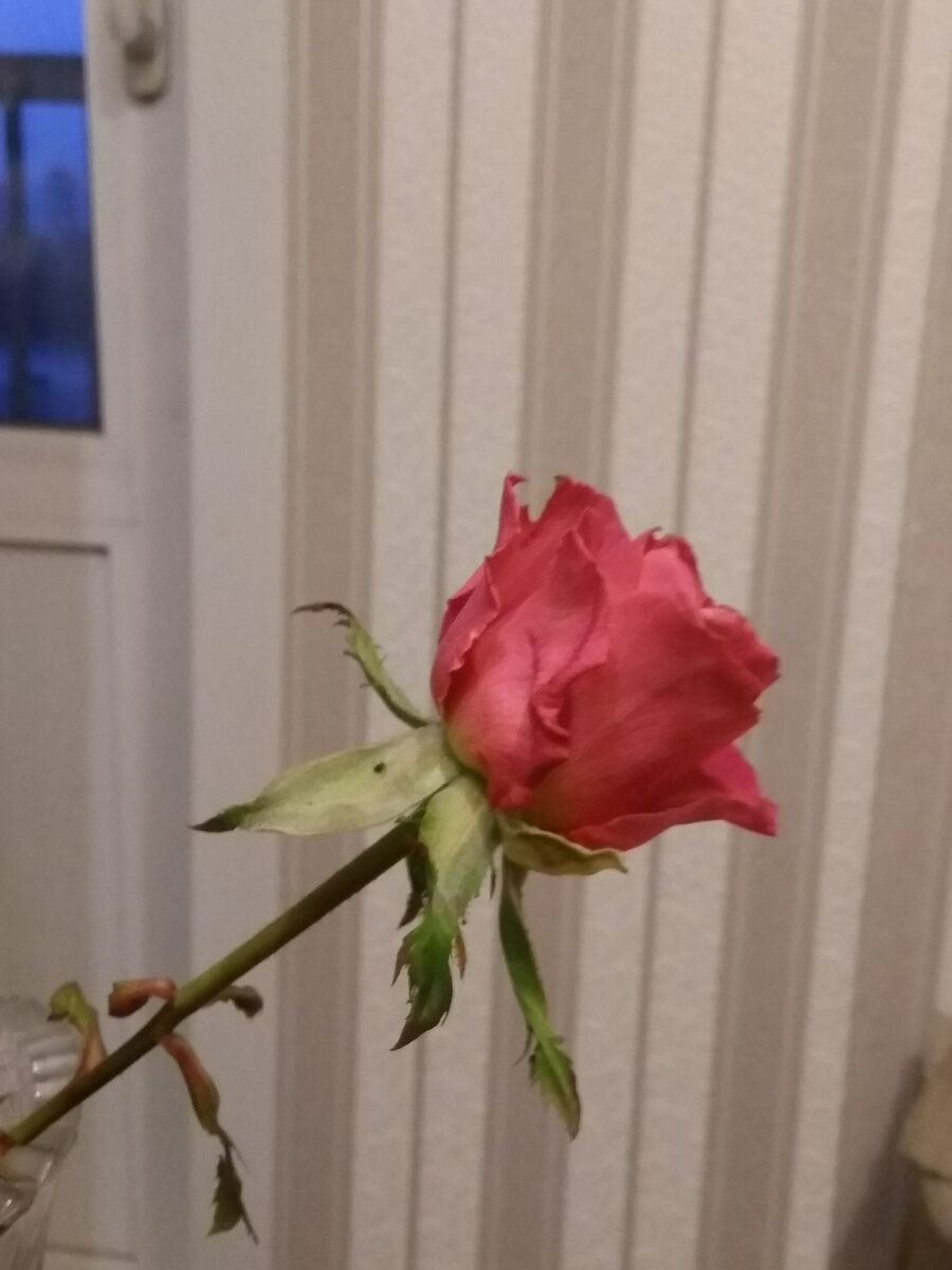 Фото автора. Сибирь. Осень. Розы