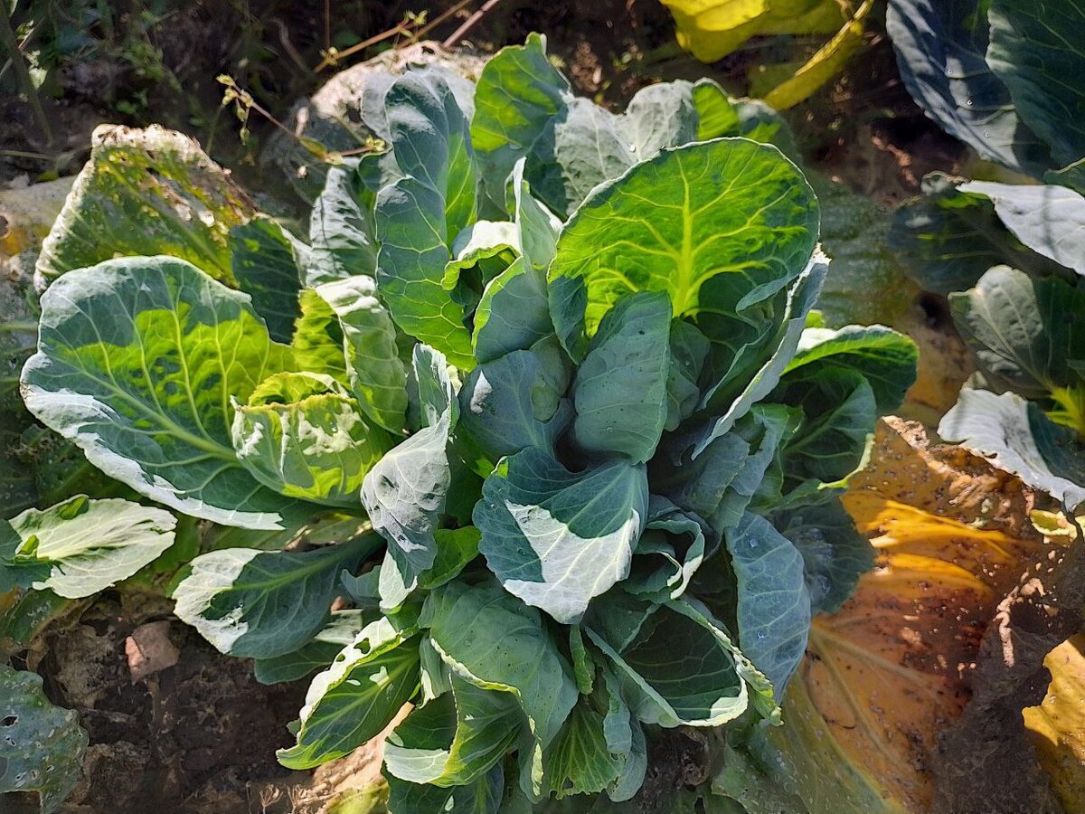 На старом корне капустного кочана выросли маленькие новые соцветия