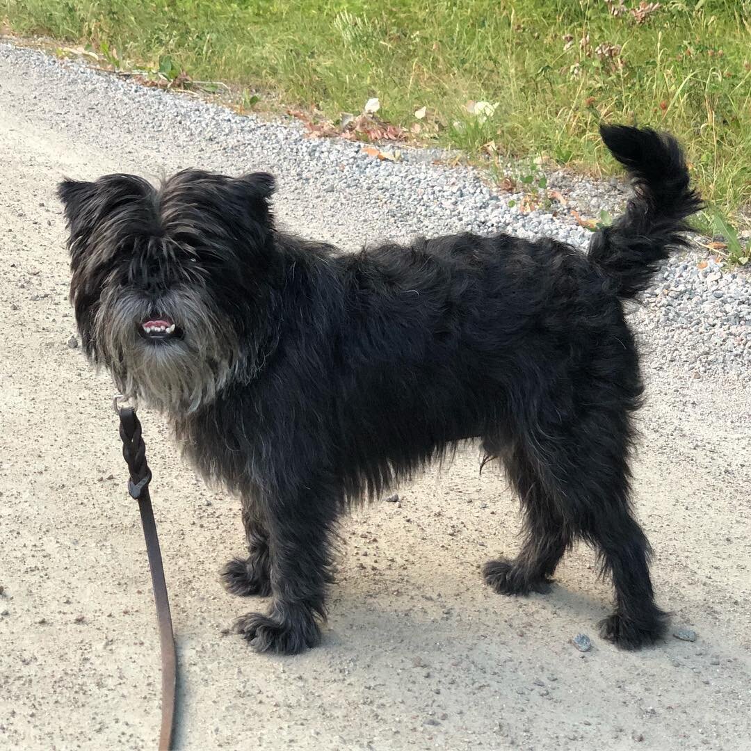 Черный аффенпинчер 